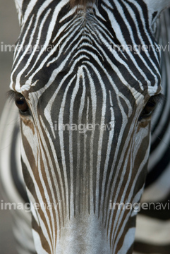 生き物 陸の動物 キリン シマウマ 顔 の画像素材 写真素材ならイメージナビ
