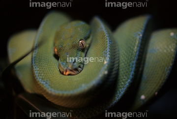 生き物 爬虫類 両生類 ヘビ 顔 頭部 の画像素材 写真素材ならイメージナビ