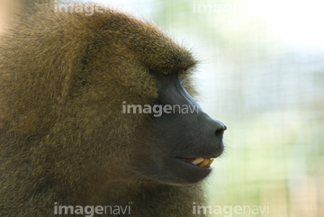 猿 横顔 の画像素材 陸の動物 生き物の写真素材ならイメージナビ
