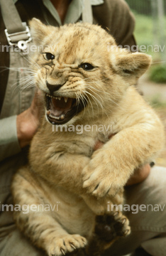 生き物 陸の動物 ライオン トラ 肉食動物 吠える 歯 鋭利 の画像素材 写真素材ならイメージナビ