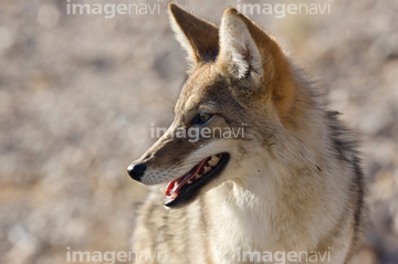 狼 横顔 の画像素材 生き物 イラスト Cgの写真素材ならイメージナビ
