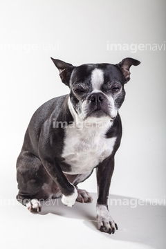 ボストンテリア の画像素材 陸の動物 生き物の写真素材ならイメージナビ