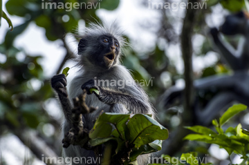オナガザルの仲間 アカコロブスザル の画像素材 陸の動物 生き物の写真素材ならイメージナビ