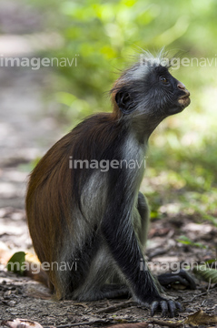 オナガザルの仲間 アカコロブスザル の画像素材 陸の動物 生き物の写真素材ならイメージナビ