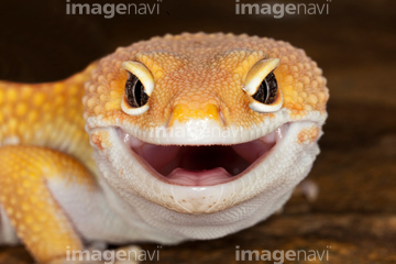 生き物 爬虫類 両生類 トカゲ 顔 の画像素材 写真素材ならイメージナビ