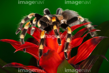 メキシカンレッドニータランチュラ の画像素材 虫 昆虫 生き物の写真素材ならイメージナビ