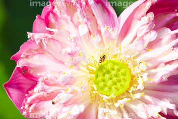 ロータス ピンク色 の画像素材 葉 花 植物の写真素材ならイメージナビ