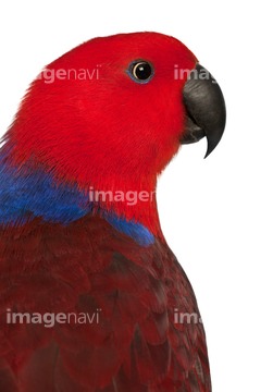 インコ 赤色 の画像素材 陸の動物 生き物の写真素材ならイメージナビ