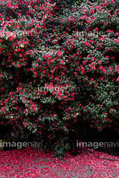 アゼリア の画像素材 花 植物の写真素材ならイメージナビ