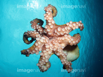生き物 海の動物 イカ タコ 泳ぐ の画像素材 写真素材ならイメージナビ