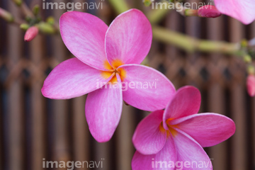 プルメリア の画像素材 花 植物の写真素材ならイメージナビ
