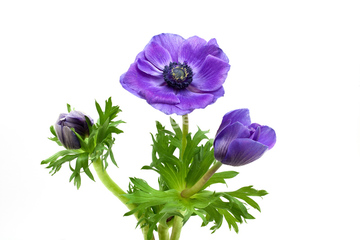 アネモネ 紫色 の画像素材 葉 花 植物の写真素材ならイメージナビ