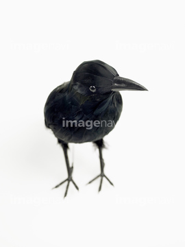 カラス 正面 の画像素材 鳥類 生き物の写真素材ならイメージナビ