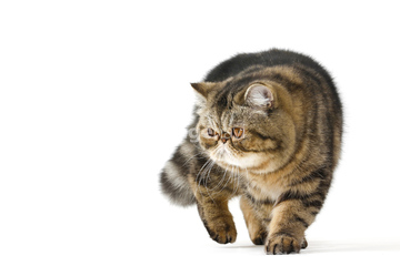 猫 全身 子猫 エキゾチックショートヘア の画像素材 ペット 生き物の写真素材ならイメージナビ