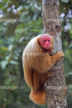 ウアカリ の画像素材 陸の動物 生き物の写真素材ならイメージナビ