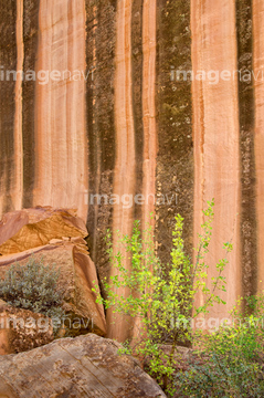 砂漠ニス の画像素材 北米 国 地域の写真素材ならイメージナビ