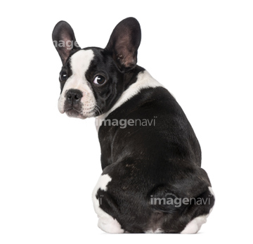 犬 後ろ姿 フレンチブルドッグ の画像素材 ペット 生き物の写真素材ならイメージナビ
