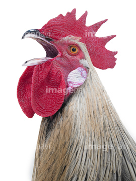 生き物 家畜 鶏 の画像素材 写真素材ならイメージナビ