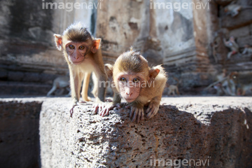 子猿 かわいい の画像素材 陸の動物 生き物の写真素材ならイメージナビ