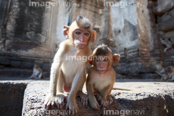 子猿 かわいい の画像素材 陸の動物 生き物の写真素材ならイメージナビ