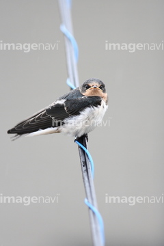 雛毛 の画像素材 鳥類 生き物の写真素材ならイメージナビ