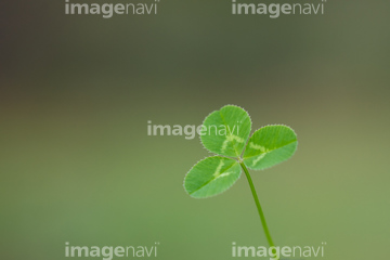 三つ葉のクローバー の画像素材 葉 花 植物の写真素材ならイメージナビ