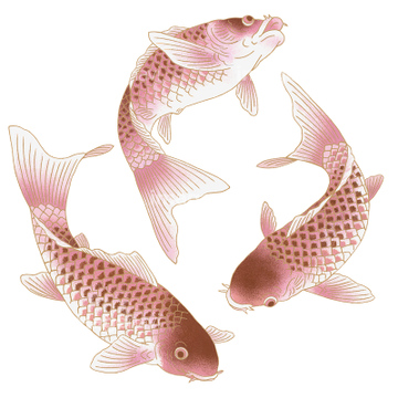 イラスト Cg 生き物 魚 模様 和風 の画像素材 イラスト素材ならイメージナビ