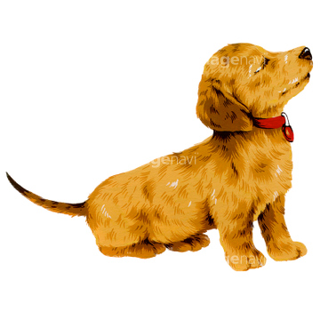 犬 かわいい ダックスフント イラスト の画像素材 生き物 イラスト Cgのイラスト素材ならイメージナビ
