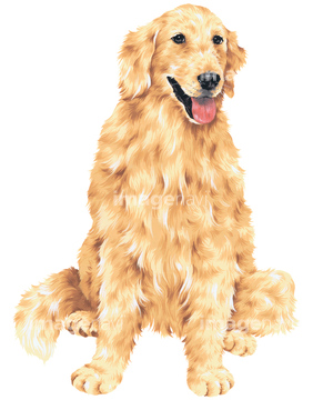 犬のイラスト特集 ゴールデンレトリーバー イラスト の画像素材