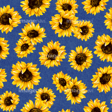 イラスト 手書き 花 ヒマワリ の画像素材 花 植物 イラスト Cgのイラスト素材ならイメージナビ