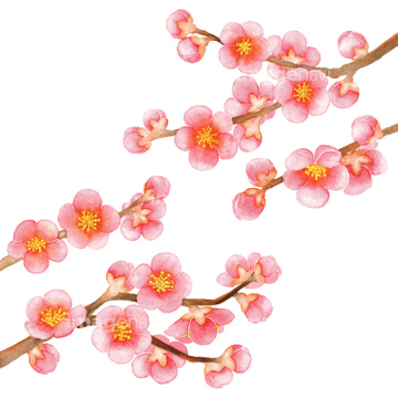無料イラスト画像 エレガント水彩 梅 の 花 イラスト