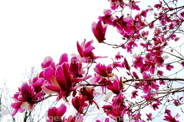 木蓮の花 の画像素材 花 植物の写真素材ならイメージナビ