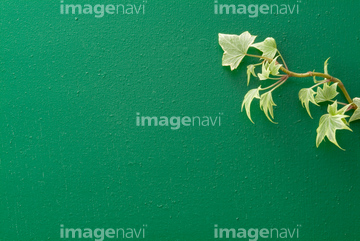 アイビー の画像素材 その他植物 花 植物の写真素材ならイメージナビ