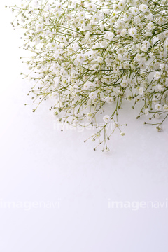 カスミソウ の画像素材 花 植物の写真素材ならイメージナビ