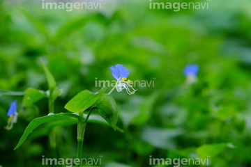 ホタル草 の画像素材 葉 花 植物の写真素材ならイメージナビ