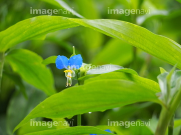 つゆ草 の画像素材 テーマ イラスト Cgの写真素材ならイメージナビ