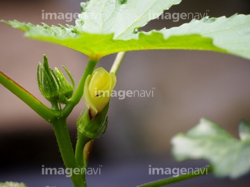 花オクラ の画像素材 和食 食べ物の写真素材ならイメージナビ