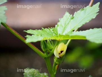 花オクラ の画像素材 和食 食べ物の写真素材ならイメージナビ