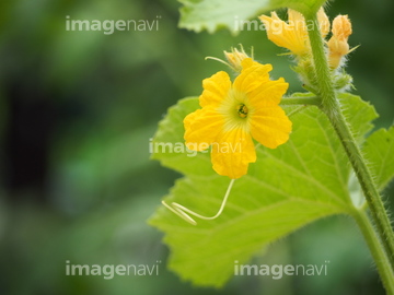 メロンの花 の画像素材 写真素材ならイメージナビ