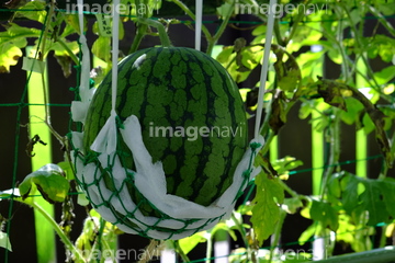 ミニスイカ の画像素材 その他植物 花 植物の写真素材ならイメージナビ