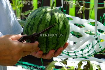 ミニスイカ の画像素材 その他植物 花 植物の写真素材ならイメージナビ