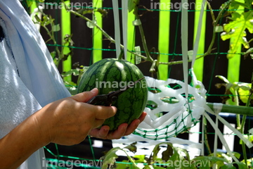 ミニスイカ の画像素材 その他植物 花 植物の写真素材ならイメージナビ