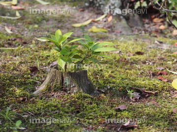 朽ちた木 の画像素材 その他植物 花 植物の写真素材ならイメージナビ 朽ちた木 の画像素材 その他植物 花 植物の写真素材ならイメージナビ