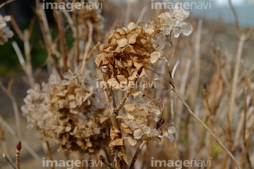 枯れ紫陽花 の画像素材 写真素材ならイメージナビ