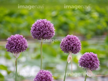 紫玉ねぎの花 の画像素材 気象 天気 自然 風景の写真素材ならイメージナビ