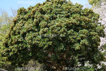 山桃の木 の画像素材 樹木 花 植物の写真素材ならイメージナビ