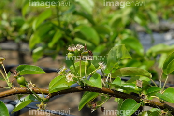 幼い果実 の画像素材 樹木 花 植物の写真素材ならイメージナビ