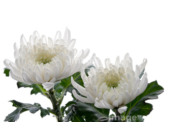 白い菊 の画像素材 花 植物の写真素材ならイメージナビ