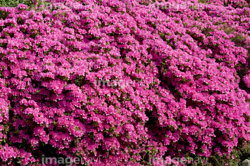 常緑広葉小低木 の画像素材 樹木 花 植物の写真素材ならイメージナビ