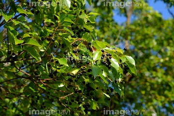 楠の実 の画像素材 葉 花 植物の写真素材ならイメージナビ